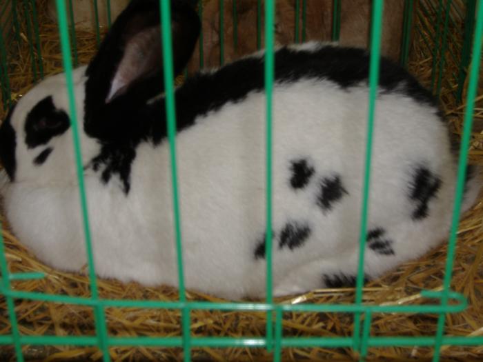 Nitra 06.12.2008 045