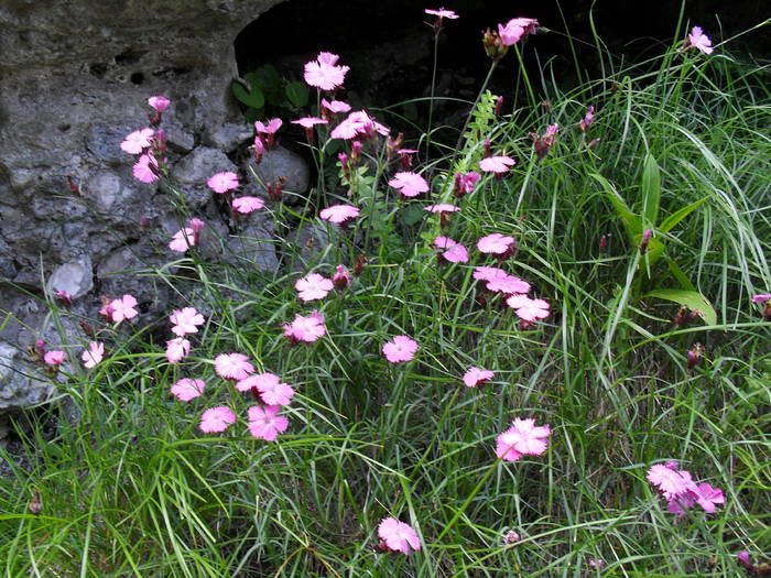 SDC10122 - Valea Caraiman-Bucegi