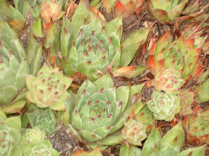 253 - Sempervivum