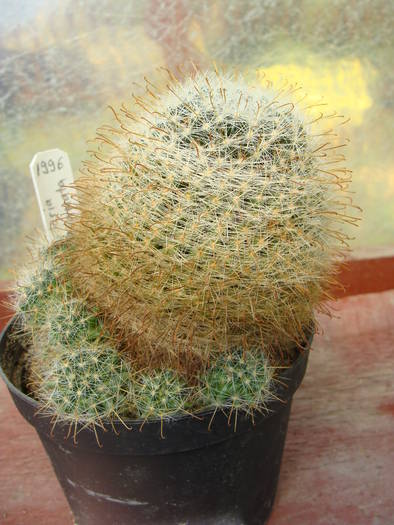 Mammillaria aurihamata ? - Gymnocalicium-Mammillaria