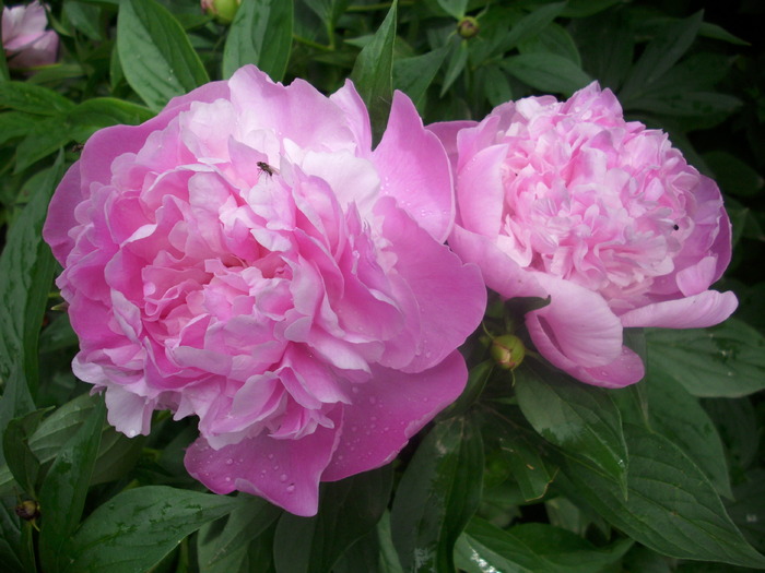 DSCI1428 - flori din gradina mea
