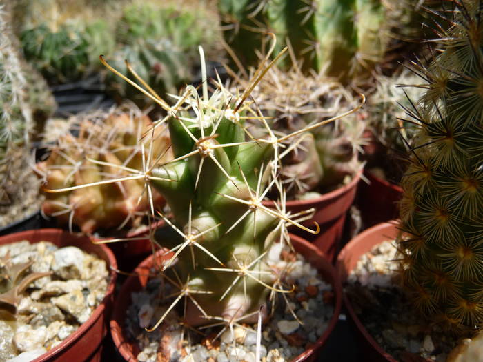 P1040110 - Cactusi