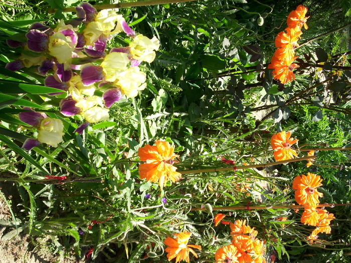 DSCI0747 - flori din gradina mea