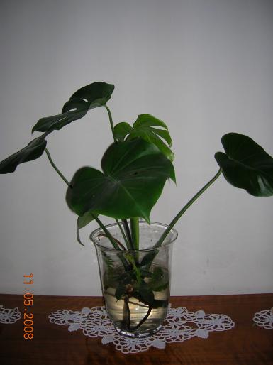 filodendron - plante apartament