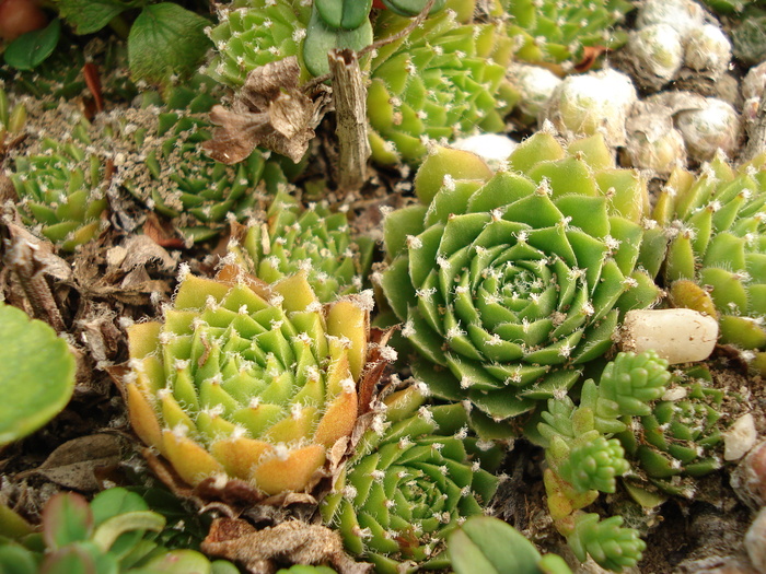 DSC01504 - Sempervivum