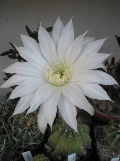 Echinopsis subdenudatum - floare 08.06