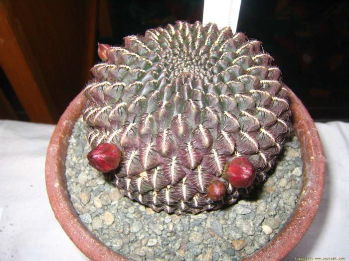 sulcorebutia_mariana_tim_saunderson - Cactusi care m-au impresionat prin frumusete