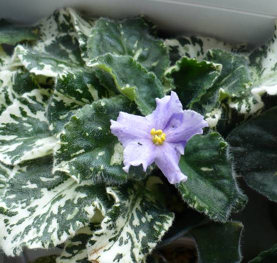 P1140782 - Saintpaulia - violete de camera