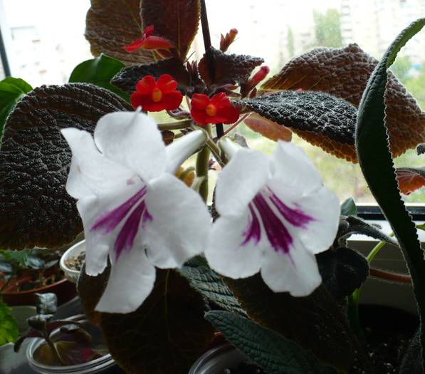 P1110078 - STREPTOCARPUSI