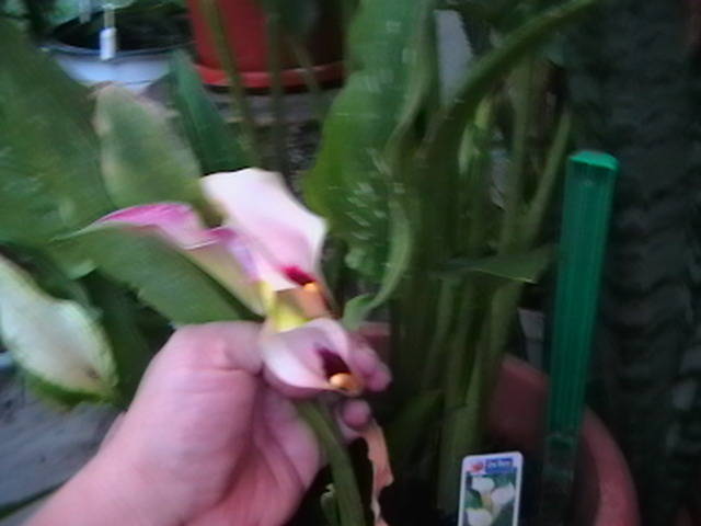 Picture 042