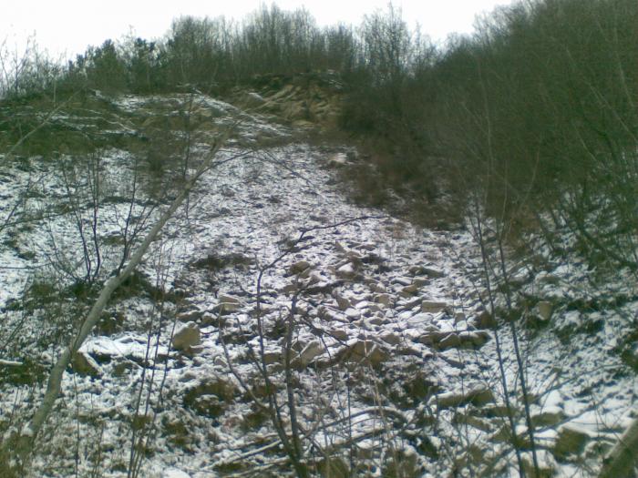 30122008(012) - vanatoare padure