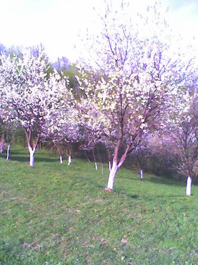Pomi infloriti 25 aprilie 2009 - Flori in livada paradisiaca si zona