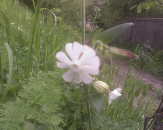 10-05-08_0635 - Flora spontana