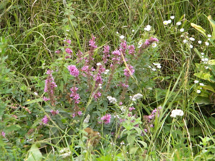 DSCN0302