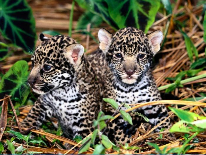 Innocence, Jaguar Cubs - animalute