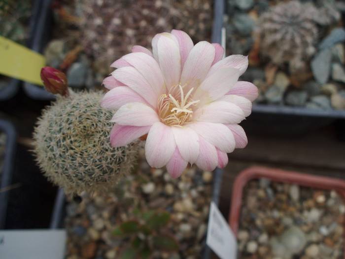 Aylostera hibrid - Cactusi la Constanta