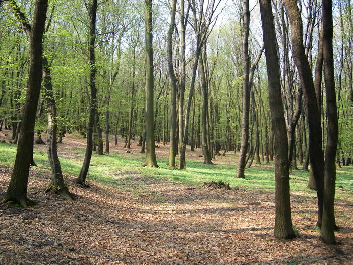 PRIMAVARA IN PADURE - Excursii 2009