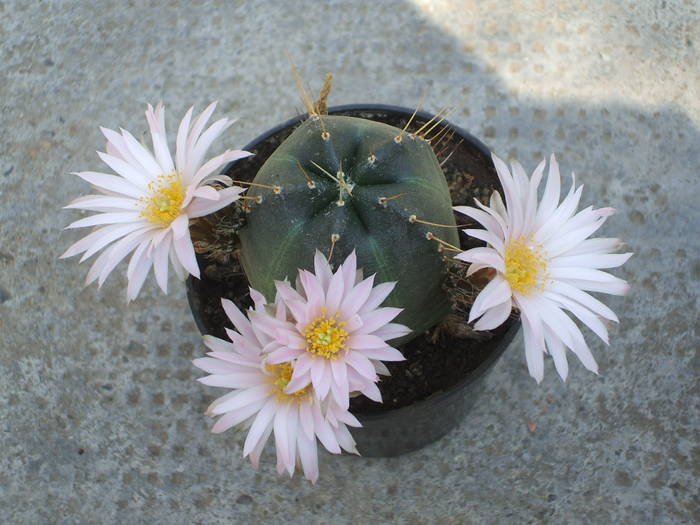 Echinocereus knippelianus - colectia mea de cactusi