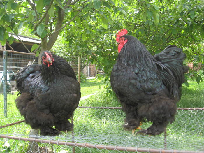 Cochinchina Negru - Gaini de rasa