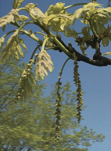 STEJAR ROSU.FLORI - Plante foioase