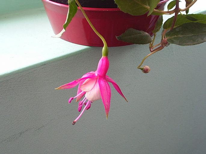 roz cu fustita alba - Fuchsia