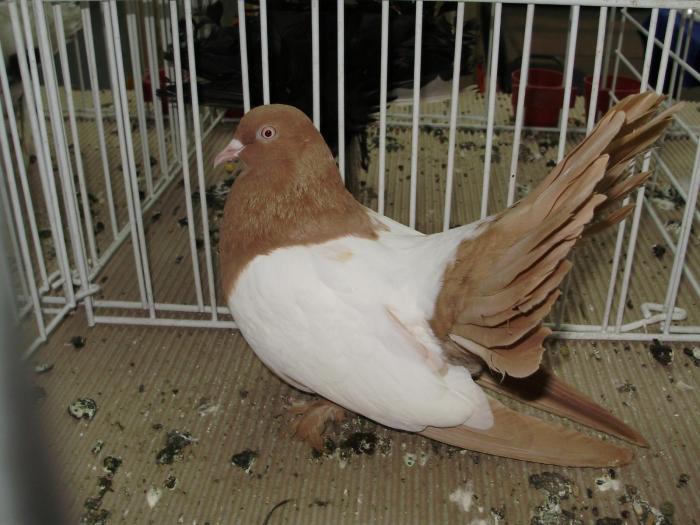 rollcj 9 - 1506 1 porumbei rj