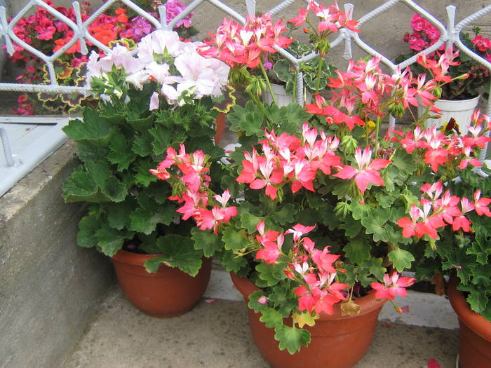 18 mai 070 - muscate 2009