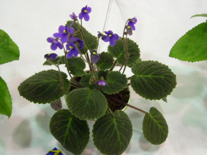 s_velutina_lite_2005avsa - violete de pe net 1