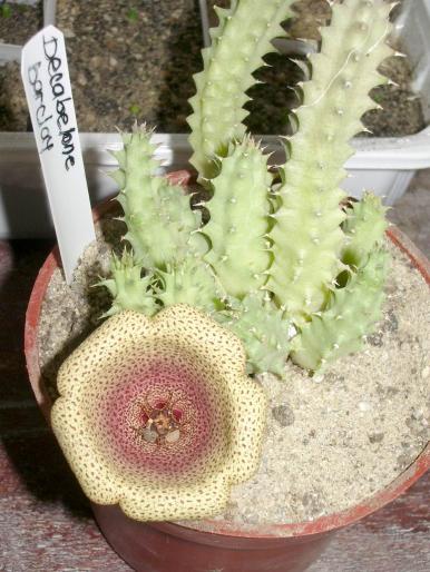 Tavaresia grandiflora ( Decabelone barkley )