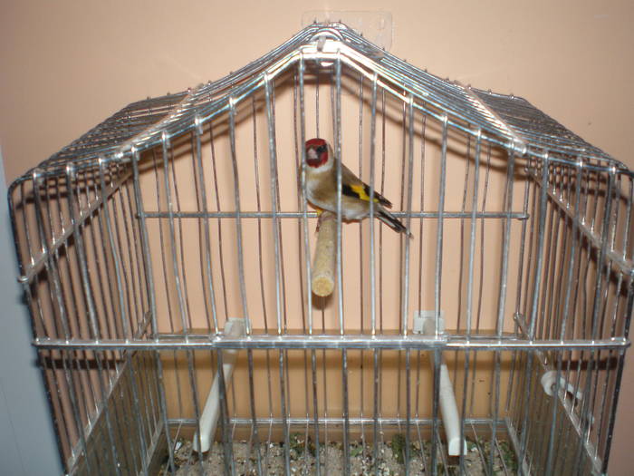 sticlet - canari 2009