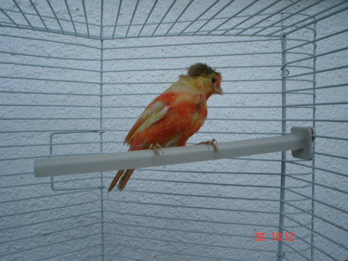 DSC04206 - PUI CANARI 2009