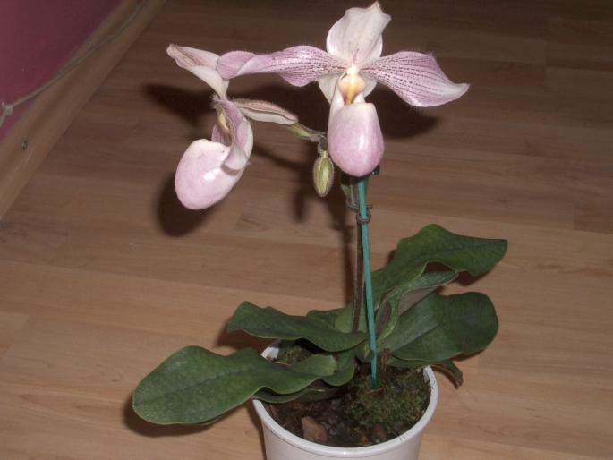 paphiopedilum - orhidee