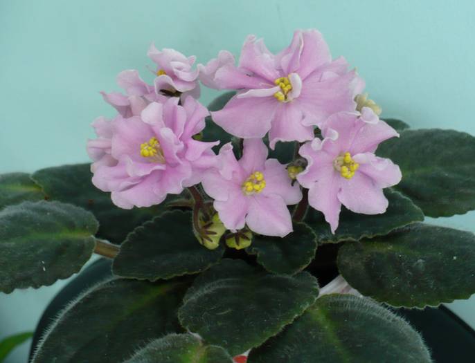 Rose Marie - Saintpaulia - violete de camera