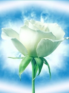 White_Roseseeeee