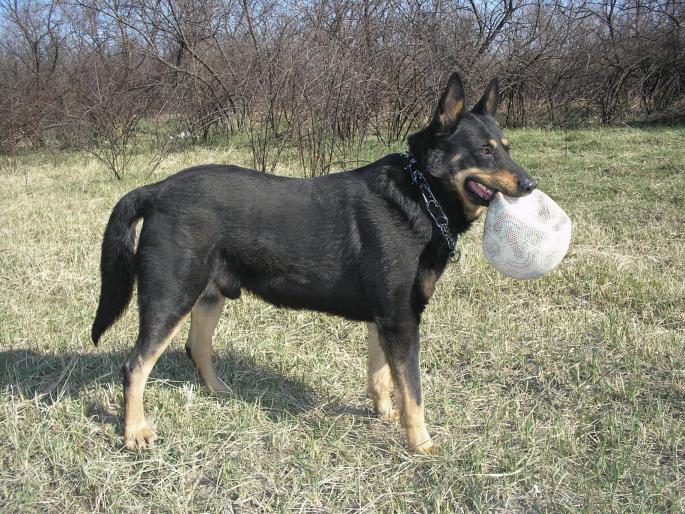 P3040025 - Nero-Rasa Beauceron