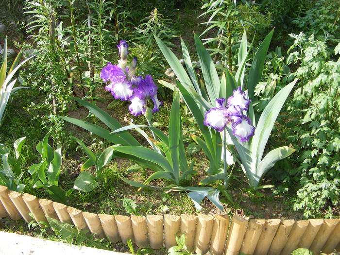 iris - flori si animale 2009