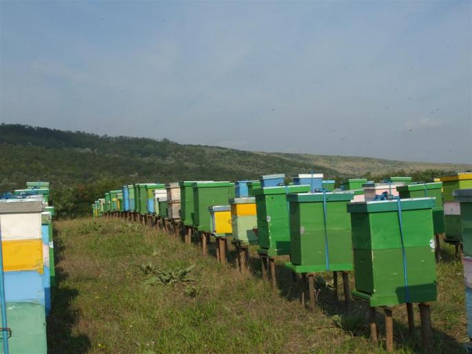 DSCF0650 (Large) - stupina  incepand cu 2008