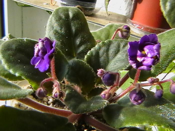 funamble5 - violete 2009