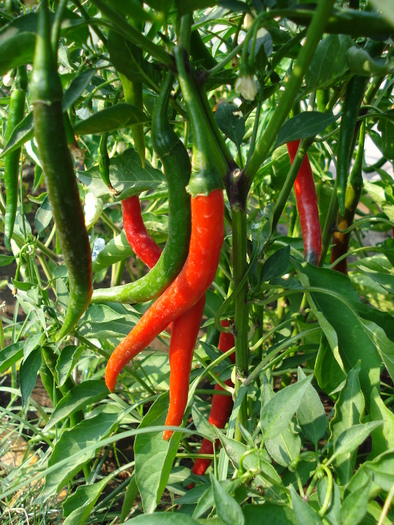 Tokyo Hot Pepper (2009, August 29) - Tokyo Hot Pepper