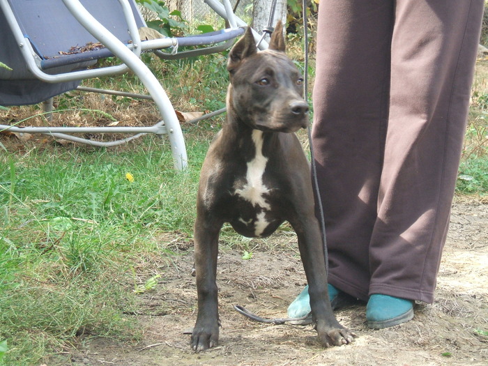 layla - pit bull