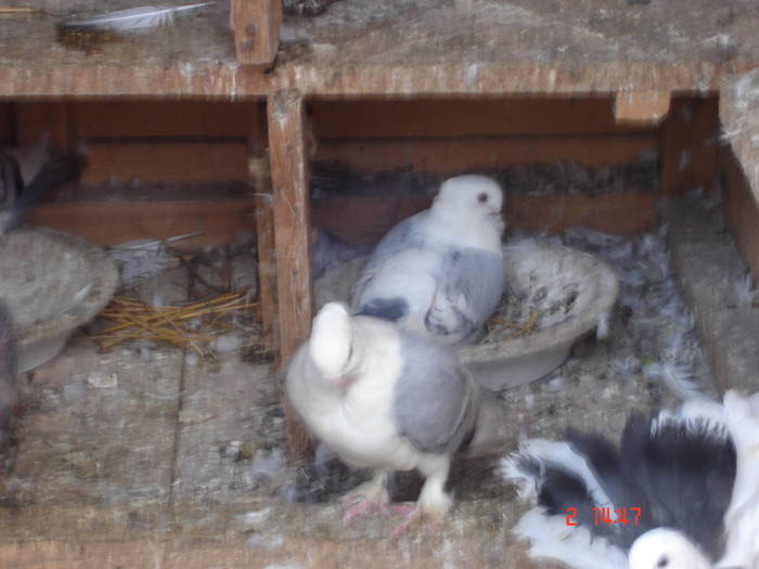 96 - C Porumbei Blueti si Satineti Vechi