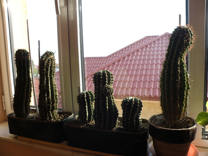 Picture 076 - cactusi