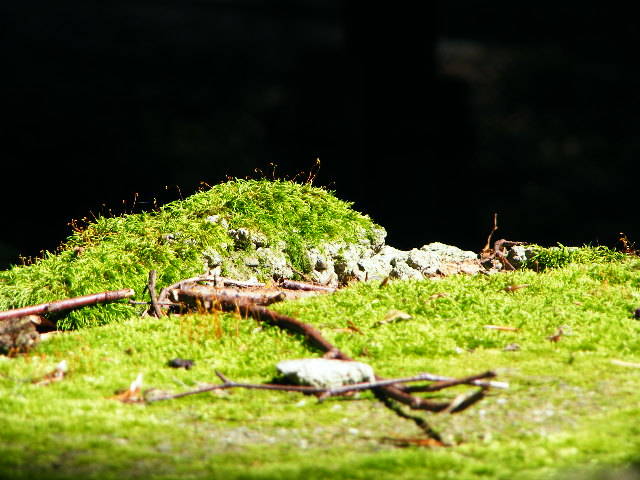 DSCF3621