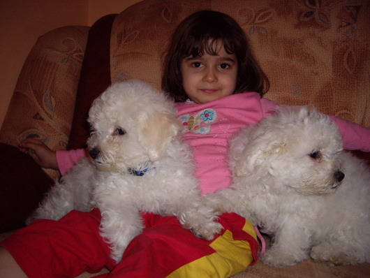 Bichon Frize