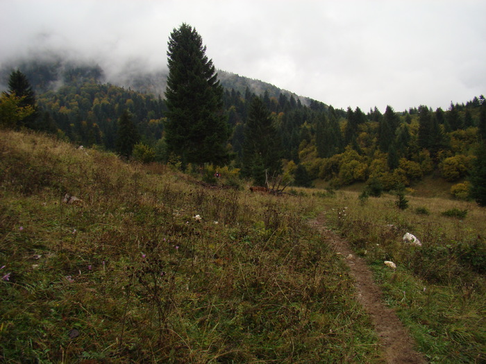 DSC04497 - Valea Crapaturii - Piatra Craiului