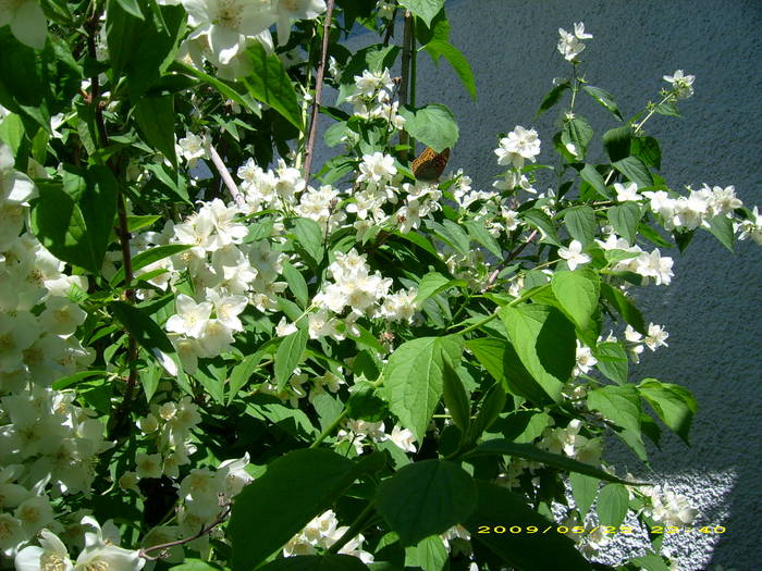 Picture 159 - gradina in 2009