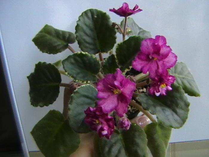 26.11 - violete 2009