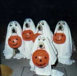hallowee - Halloween
