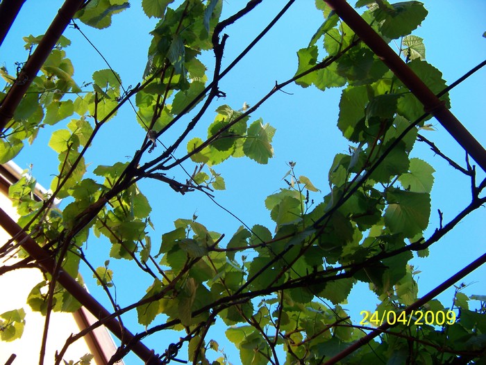 100_1131 - Primavara in curte  Timisoara