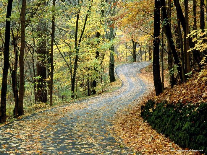 Autumn Road, Percy Warner Park, Nashville, Tennessee - Very Beautiful Nature Scenes